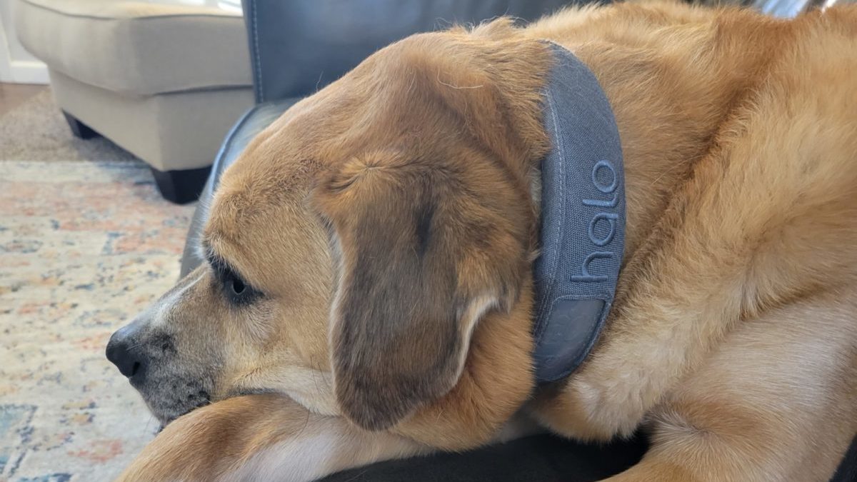 Halo Collar For Dogs